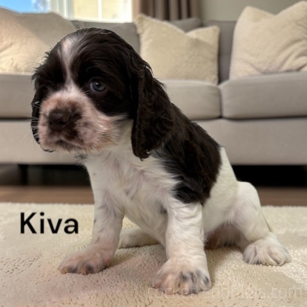 puppy, for, sale, Cocker Spaniel, Joe & Cherri  Overlease, dog, breeder, Miller, MO, dog-breeder, puppy-for-sale, forsale, nearby, find, puppyfind, locator, puppylocator, aca